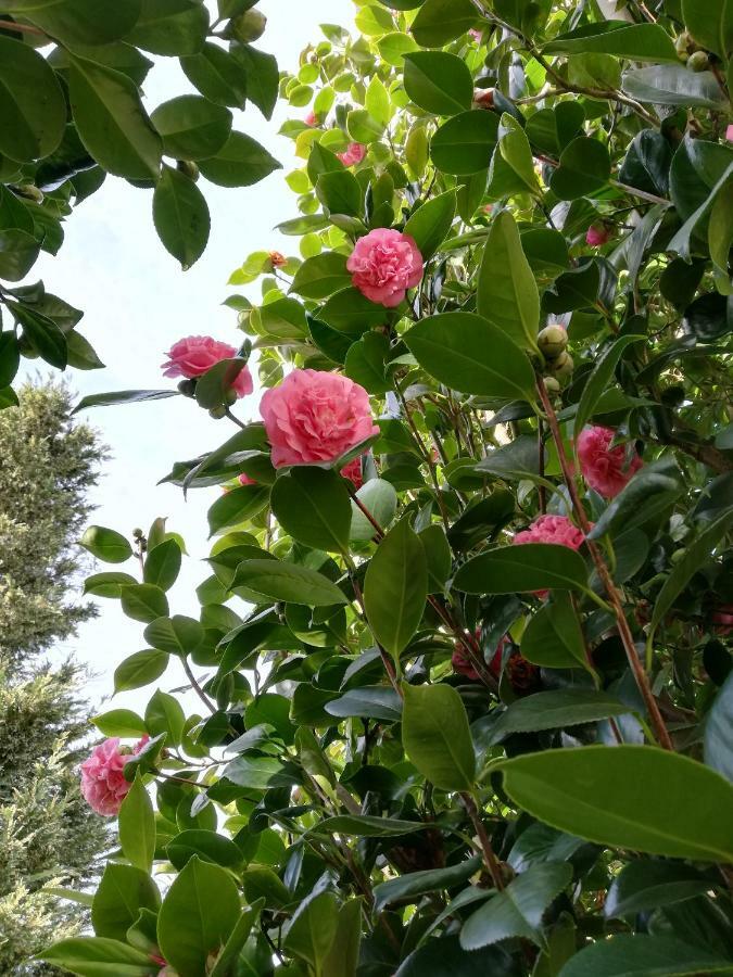 Villa Las Camelias Villanueva De Arosa Εξωτερικό φωτογραφία